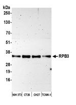 RPB3 Antibody in Western Blot (WB)