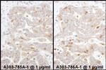 Beta-Arrestin 2 Antibody in Immunohistochemistry (Paraffin) (IHC (P))