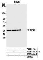 RPS3 Antibody in Immunoprecipitation (IP)