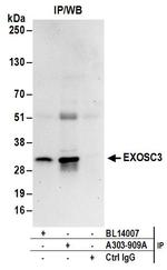 EXOSC3 Antibody in Immunoprecipitation (IP)