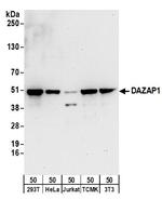 DAZAP1 Antibody in Western Blot (WB)