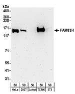 FAM83H Antibody in Western Blot (WB)