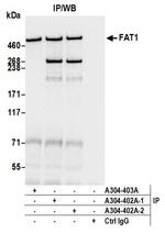 FAT1 Antibody in Immunoprecipitation (IP)