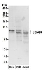 LENG8 Antibody in Western Blot (WB)