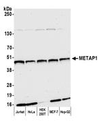 METAP1 Antibody in Western Blot (WB)