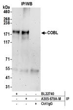 COBL Antibody in Immunoprecipitation (IP)