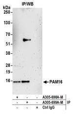 PAM16 Antibody in Immunoprecipitation (IP)