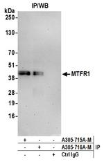 MTFR1 Antibody in Immunoprecipitation (IP)