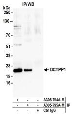 DCTPP1 Antibody in Immunoprecipitation (IP)