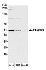 FAM98B Antibody in Western Blot (WB)