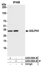 GOLPH3 Antibody in Immunoprecipitation (IP)