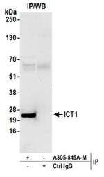 ICT1 Antibody in Immunoprecipitation (IP)