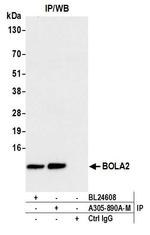 BOLA2 Antibody in Immunoprecipitation (IP)