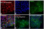 Rabbit IgG (H+L) Highly Cross-Adsorbed Secondary Antibody in Immunocytochemistry (ICC/IF)