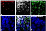 Mouse IgG (H+L) Highly Cross-Adsorbed Secondary Antibody in Immunocytochemistry (ICC/IF)