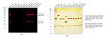 Mouse IgG (H+L) Highly Cross-Adsorbed Secondary Antibody in Western Blot (WB)