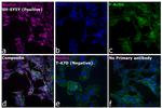 Mouse IgG (H+L) Highly Cross-Adsorbed Secondary Antibody in Immunocytochemistry (ICC/IF)