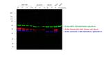 Mouse IgG (H+L) Highly Cross-Adsorbed Secondary Antibody in Western Blot (WB)