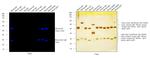 Mouse IgG (H+L) Highly Cross-Adsorbed Secondary Antibody in Western Blot (WB)