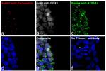 Rabbit IgG (H+L) Highly Cross-Adsorbed Secondary Antibody in Immunocytochemistry (ICC/IF)