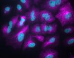 Rabbit IgG (H+L) Highly Cross-Adsorbed Secondary Antibody in Immunocytochemistry (ICC/IF)