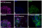 Rabbit IgG (H+L) Highly Cross-Adsorbed Secondary Antibody in Immunocytochemistry (ICC/IF)