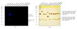 Rabbit IgG (H+L) Highly Cross-Adsorbed Secondary Antibody