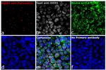 Goat IgG (H+L) Highly Cross-Adsorbed Secondary Antibody in Immunocytochemistry (ICC/IF)