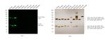 Rat IgG (H+L) Highly Cross-Adsorbed Secondary Antibody