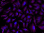 Rat IgG (H+L) Highly Cross-Adsorbed Secondary Antibody in Immunocytochemistry (ICC/IF)