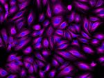Rat IgG (H+L) Highly Cross-Adsorbed Secondary Antibody in Immunocytochemistry (ICC/IF)