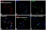 Rat IgG (H+L) Highly Cross-Adsorbed Secondary Antibody in Immunocytochemistry (ICC/IF)