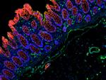 Mouse IgG (H+L) Cross-Adsorbed Secondary Antibody in Immunohistochemistry (Paraffin) (IHC (P))