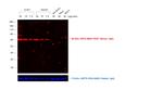 Mouse IgG (H+L) Cross-Adsorbed Secondary Antibody in Western Blot (WB)