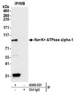 Sodium Potassium ATPase alpha-1 Antibody in Immunoprecipitation (IP)