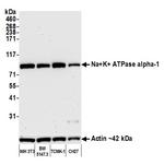 Sodium Potassium ATPase alpha-1 Antibody in Western Blot (WB)