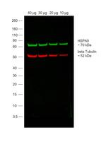 Mouse IgG Secondary Antibody in Western Blot (WB)