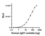 Human IgG (Lambda light chain) Secondary Antibody in ELISA (ELISA)