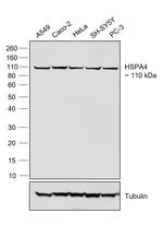 Human IgG (Lambda light chain) Secondary Antibody in Western Blot (WB)