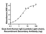 Human IgG (Lambda light chain) Secondary Antibody in ELISA (ELISA)