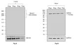 Human IgG (Lambda light chain) Secondary Antibody