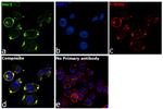 Human IgG Fab Secondary Antibody in Immunocytochemistry (ICC/IF)