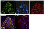 Human IgG Fab Secondary Antibody in Immunocytochemistry (ICC/IF)