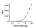 Human IgG (Heavy chain) Secondary Antibody in ELISA (ELISA)