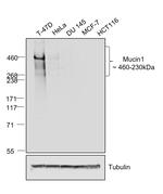 Human IgG (Heavy chain) Secondary Antibody in Western Blot (WB)