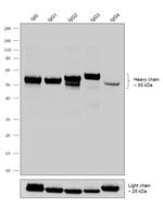 Human IgG (Heavy chain) Secondary Antibody