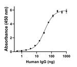 Human IgG (Heavy chain) Secondary Antibody in ELISA (ELISA)