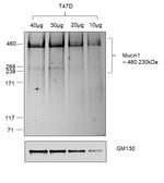 Human IgG (Heavy chain) Secondary Antibody in Western Blot (WB)