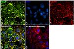 Human IgG (Kappa Light Chain) Secondary Antibody in Immunocytochemistry (ICC/IF)