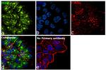 Human IgG (Kappa Light Chain) Secondary Antibody in Immunocytochemistry (ICC/IF)